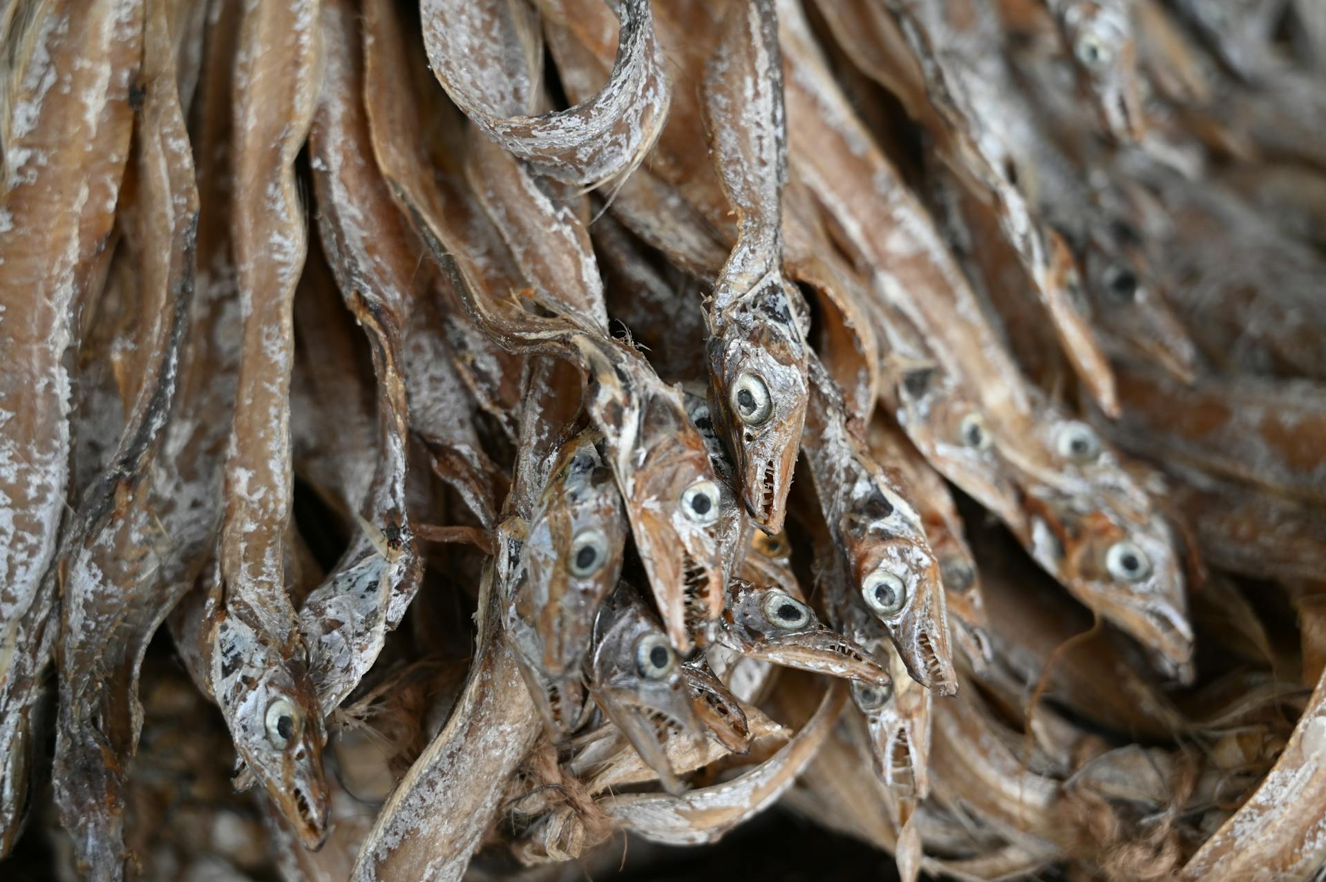 sardines