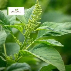 Buy Organic Farmed Amaranth – Nutritious, Fresh, and Pesticide-Free