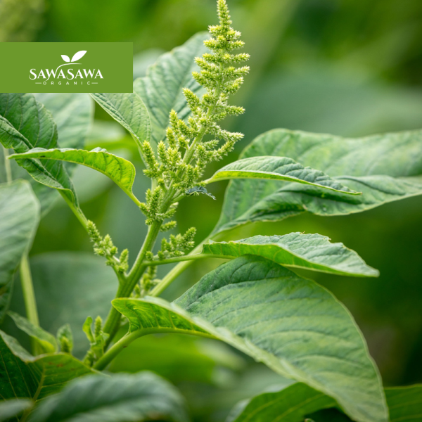 Organic Amaranth