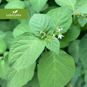 Organic Black Nightshade