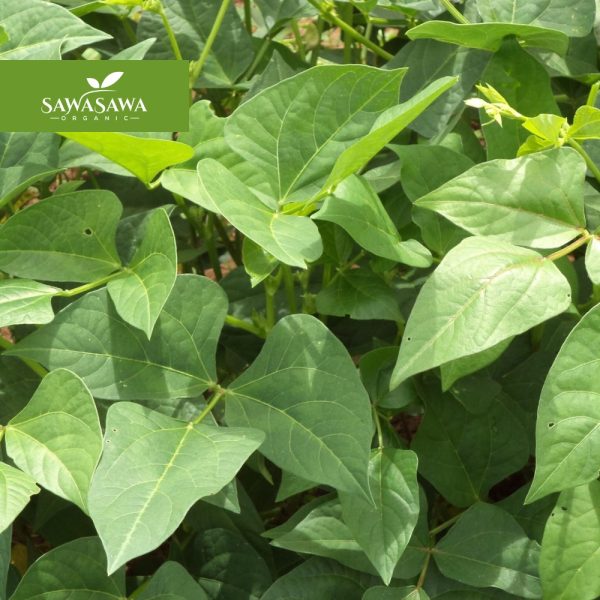 Organic Cowpea Leaves