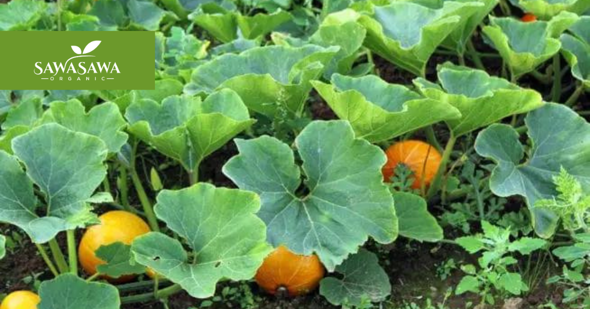 Pumpkin Leaves