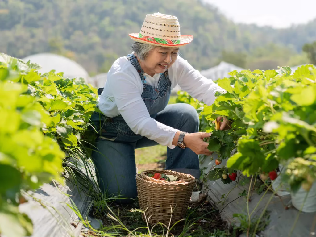 Sawasawa Organic Farm photo 5