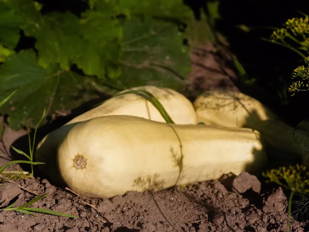 Sawasawa Organic Farm photo 19