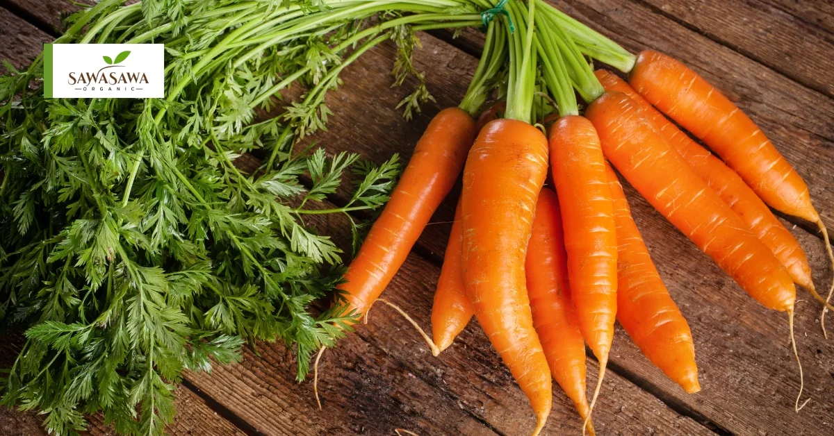 5 Powerfull Organic Foods for Senior Wellness