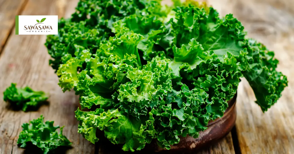 Organic Kale – The Green Powerhouse for Modern Healthy Living